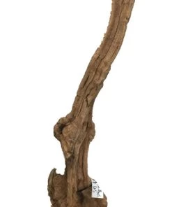 WoodWorld Of Texas Burls & Art Peices Burl #1