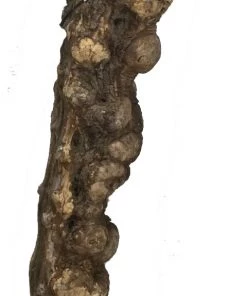 WoodWorld Of Texas Burls & Art Peices Burl # 2