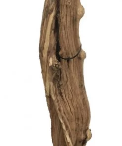 WoodWorld Of Texas Burl #3