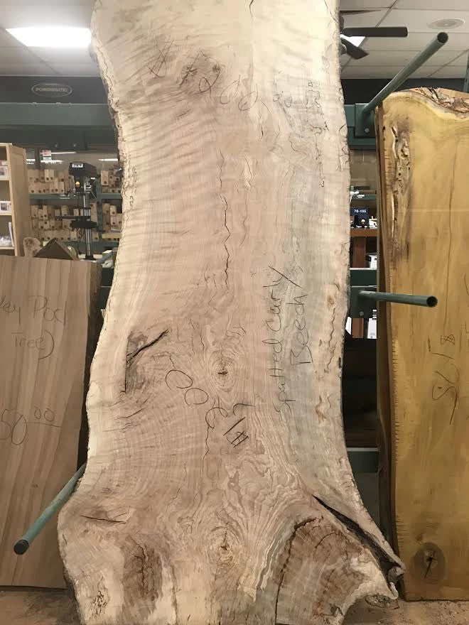 World Timber Spalted Curly Beech Natural Edge Slab 79" Long 2.25" Max Thickness 28 - 36" Wide Slabs 1 World Timber Spalted Curly Beech Natural Edge Slab 79" Long 2.25" Max Thickness 28 - 36" Wide Slabs