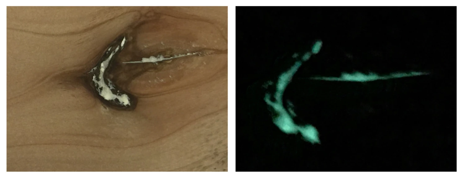 WoodWorld Of Texas Jimmy Clewes Glow Powders (Glow In The Dark Fill Material.) 3 WoodWorld Of Texas Jimmy Clewes Glow Powders (Glow In The Dark Fill Material.)