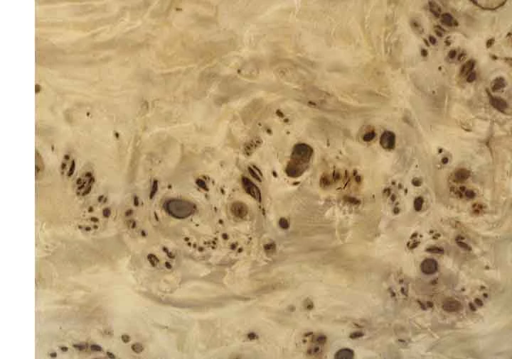 Sauers & Company Veneer - Mappa Burl Veneer Pack 2 Sauers & Company Veneer - Mappa Burl Veneer Pack